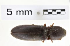 Foto (Dorsalansicht) von Athous scissus (NHMW-ZOO-COL-0008578)